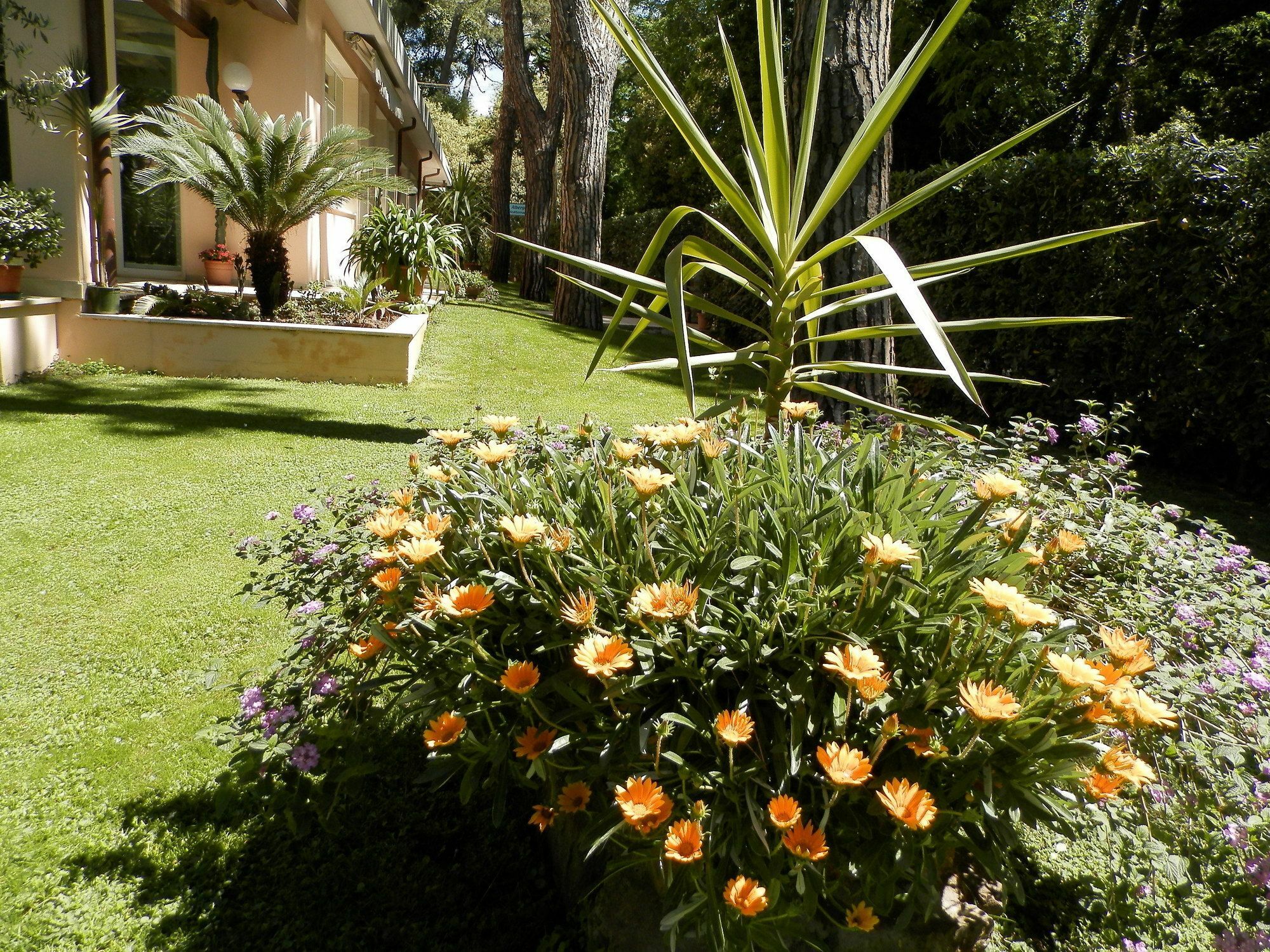 מרינה די פיאטרסנטה Hotel Mediterraneo מראה חיצוני תמונה